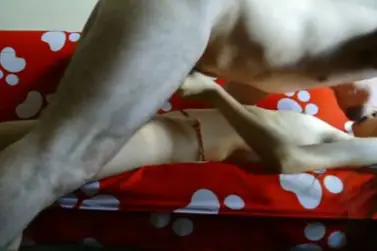 Bokep Indo ABG Jakarta Bispak Skandal ML Hotel Terekam Viral Lumer